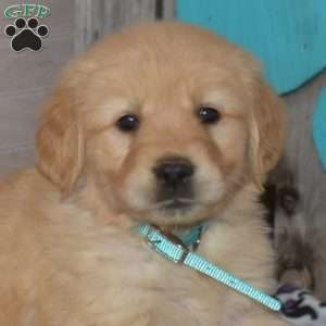 Sugar, Golden Retriever Puppy