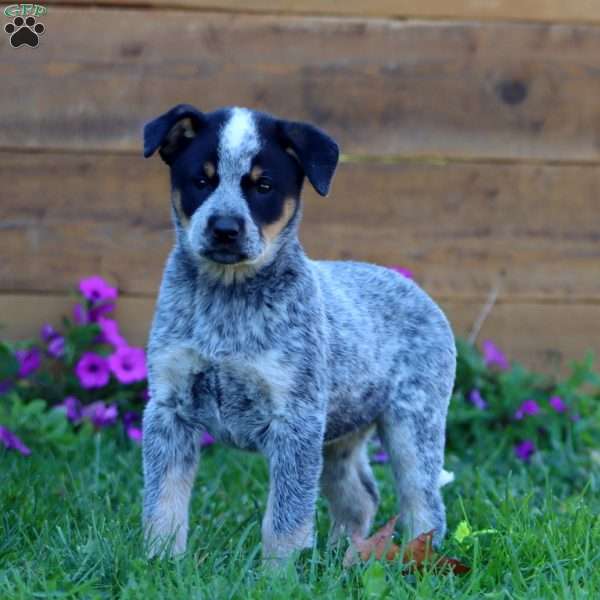 Sugar, Blue Heeler – Australian Cattle Dog Puppy