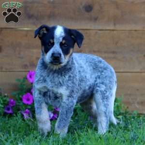 Sugar, Blue Heeler – Australian Cattle Dog Puppy