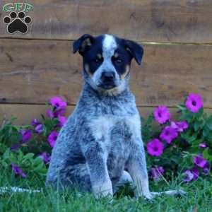 Sugar, Blue Heeler – Australian Cattle Dog Puppy
