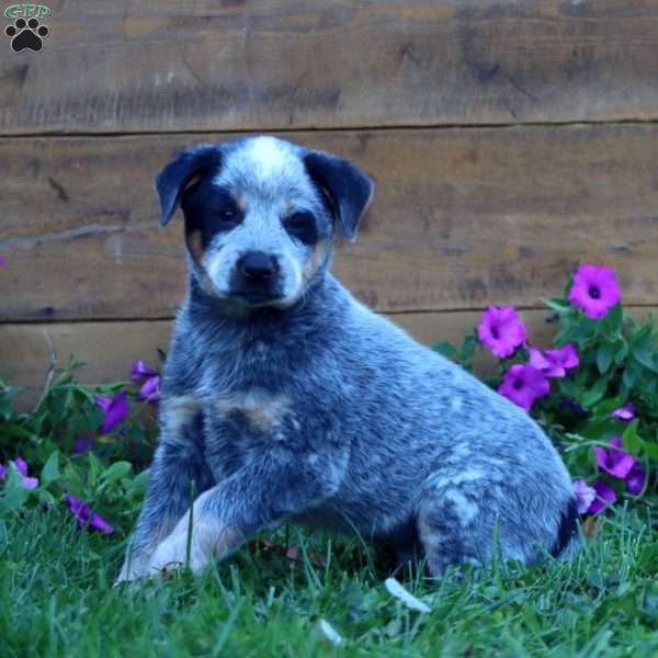 Summit, Blue Heeler – Australian Cattle Dog Puppy