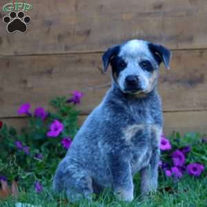 Summit, Blue Heeler – Australian Cattle Dog Puppy