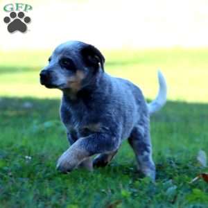 Summit, Blue Heeler – Australian Cattle Dog Puppy