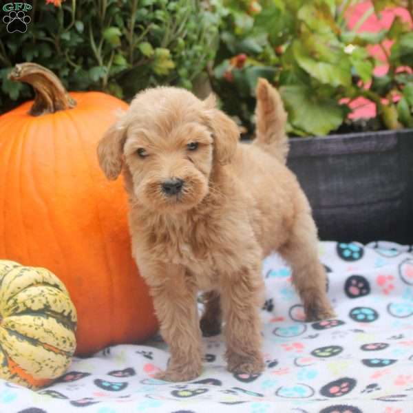 Sunbeam, Mini Goldendoodle Puppy