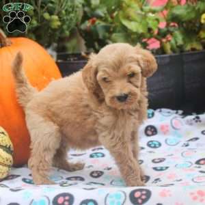 Sunbeam, Mini Goldendoodle Puppy