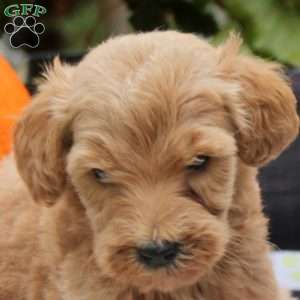 Sunbeam, Mini Goldendoodle Puppy