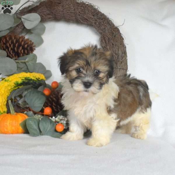 Sundae, Havanese Puppy