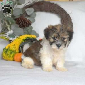 Sundae, Havanese Puppy