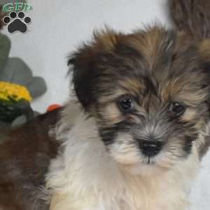Sundae, Havanese Puppy