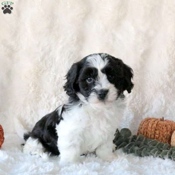 Sunny, Cavachon Puppy