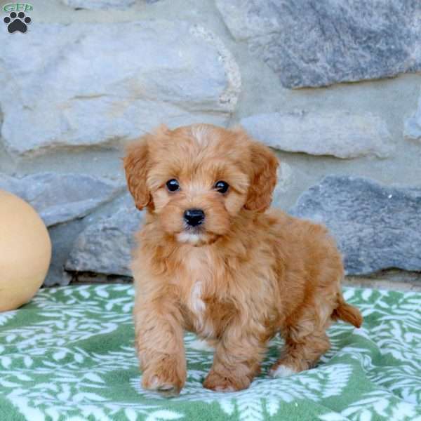Sunny, Toy Poodle Mix Puppy
