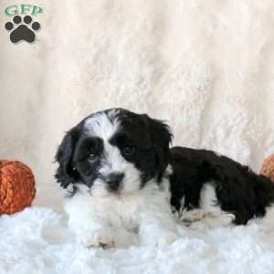 Sunny, Cavachon Puppy