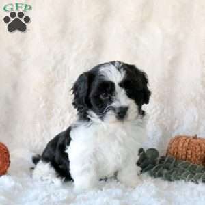Sunny, Cavachon Puppy