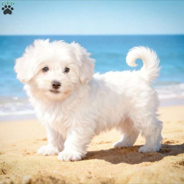 Sunny, Bichon Frise Puppy