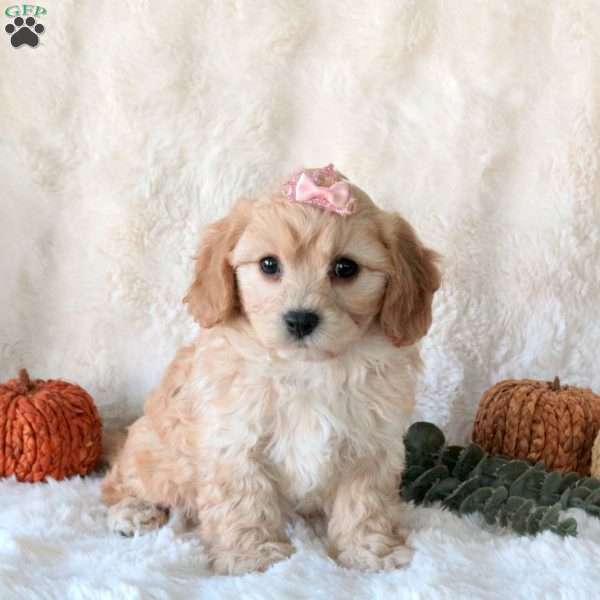Sunshine, Cavachon Puppy