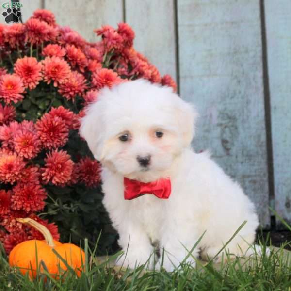 Sunshine, Maltichon Puppy