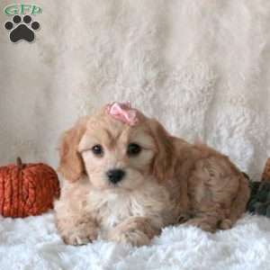 Sunshine, Cavachon Puppy