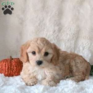 Sunshine, Cavachon Puppy