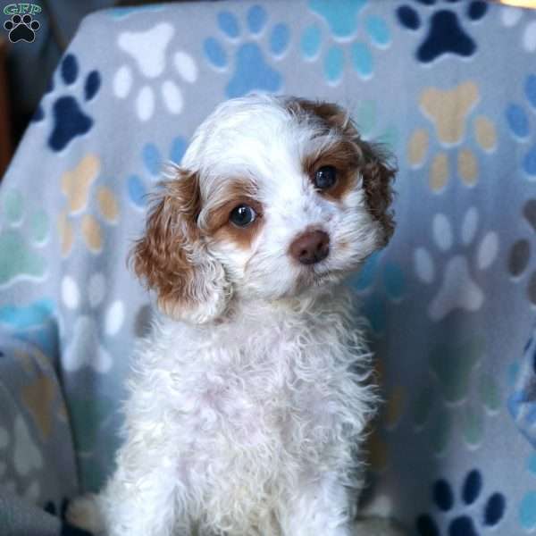 Sunshine, Cockapoo Puppy