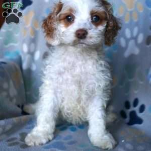 Sunshine, Cockapoo Puppy