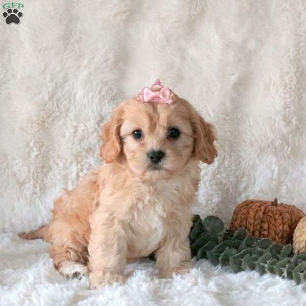 Sweetheart, Cavachon Puppy