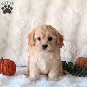 Sweetheart, Cavachon Puppy