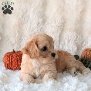 Sweetheart, Cavachon Puppy