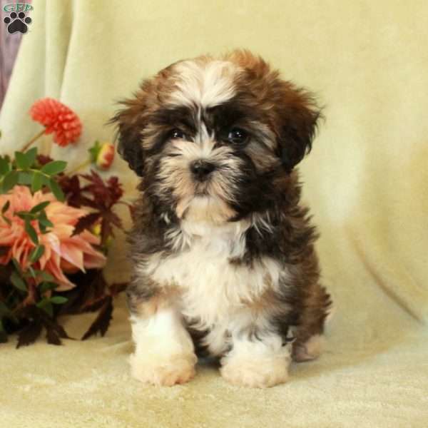 Sweetie, Havashu Puppy