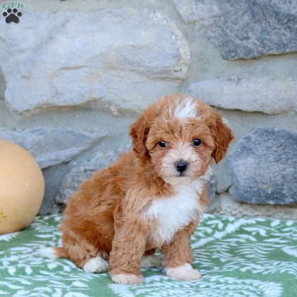 Sweetie, Toy Poodle Mix Puppy