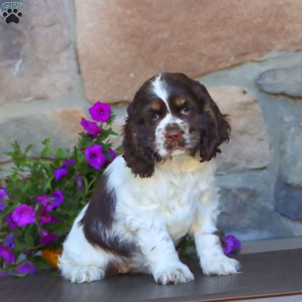Sweets, Cocker Spaniel Puppy