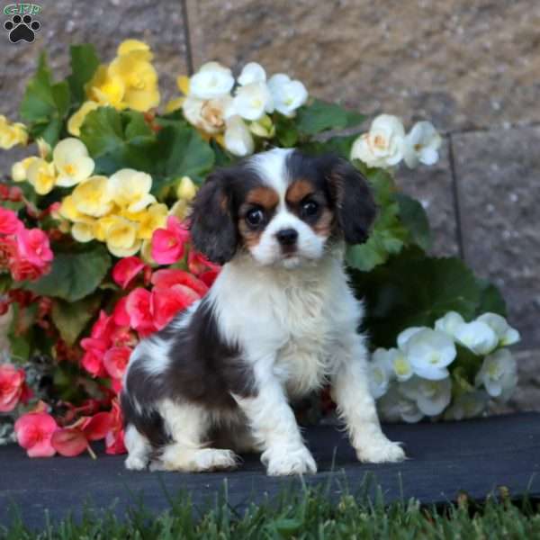 Sweets, Cavalier King Charles Spaniel Puppy