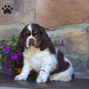Sweets, Cocker Spaniel Puppy