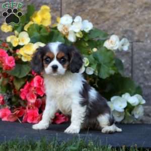 Sweets, Cavalier King Charles Spaniel Puppy