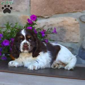 Sweets, Cocker Spaniel Puppy