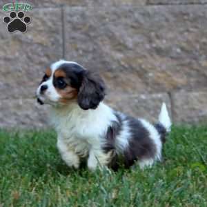 Sweets, Cavalier King Charles Spaniel Puppy