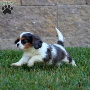 Sweets, Cavalier King Charles Spaniel Puppy