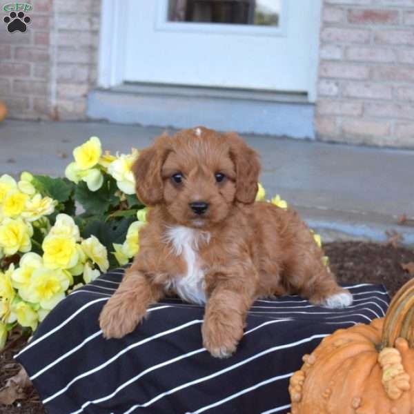 Sylvester, Cavapoo Puppy
