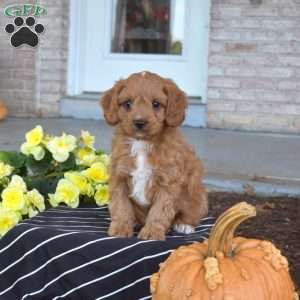 Sylvester, Cavapoo Puppy