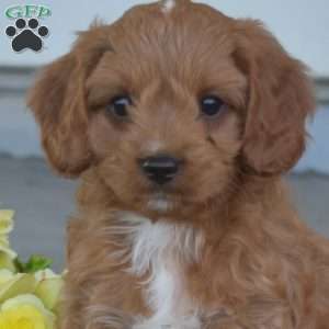 Sylvester, Cavapoo Puppy