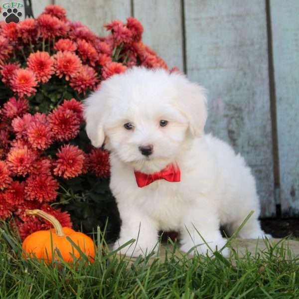 Sylvia, Maltichon Puppy