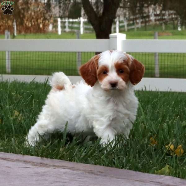 Sylvia, Cavapoo Puppy