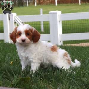 Sylvia, Cavapoo Puppy