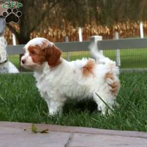 Sylvia, Cavapoo Puppy