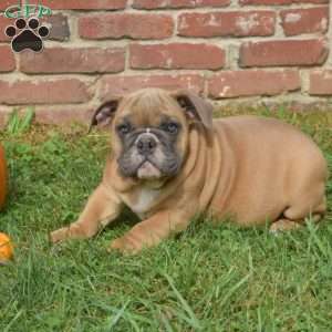 Taffy, English Bulldog Puppy