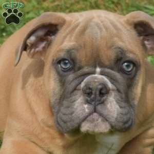 Taffy, English Bulldog Puppy