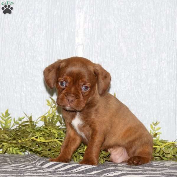Tag, Boston Terrier Mix Puppy