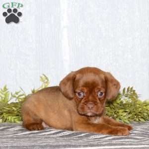 Tag, Boston Terrier Mix Puppy