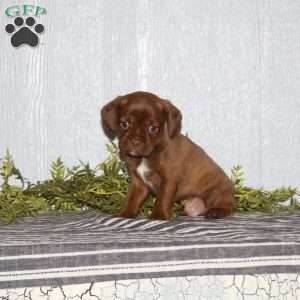 Tag, Boston Terrier Mix Puppy