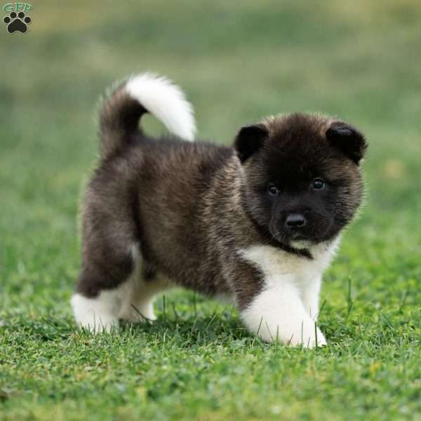 Takeo, Akita Puppy