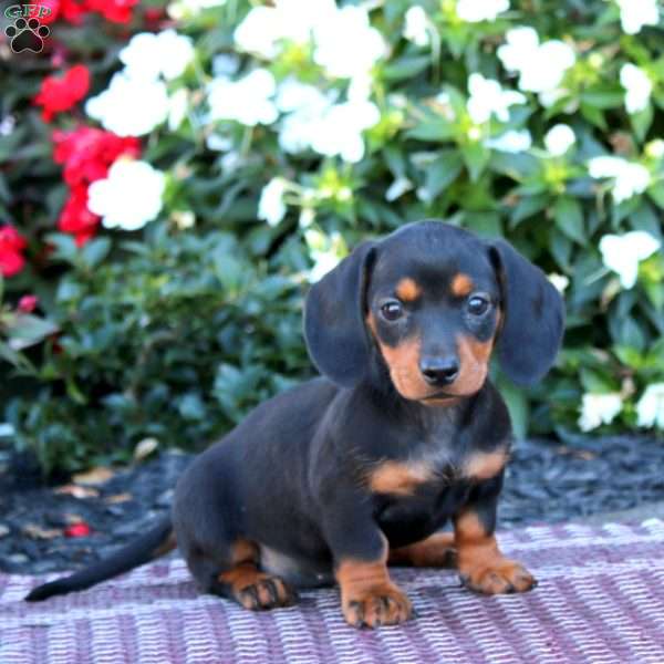 Tammy-Mini, Dachshund Puppy
